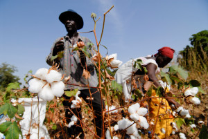 DC5DXM BURKINA FASO, fair trade and organic cotton project, farmer of cooperative UNPCB in village Kayao